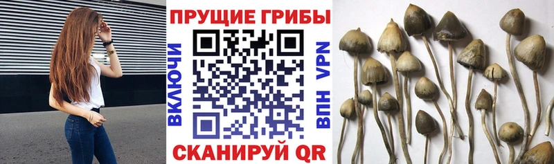 Псилоцибиновые грибы прущие грибы  Егорьевск 